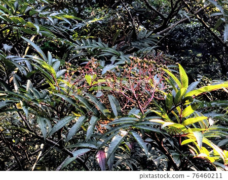 屋久島花椒上的花 屋久島花椒上的花 76460211