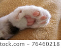 Cat paws 76460218