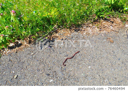 雨後晴天從土壤中爬出來的蚯蚓 76460494