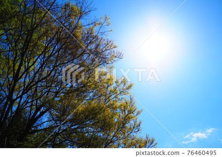 藍天下的新鮮綠樹 藍天下的新鮮綠樹 76460495