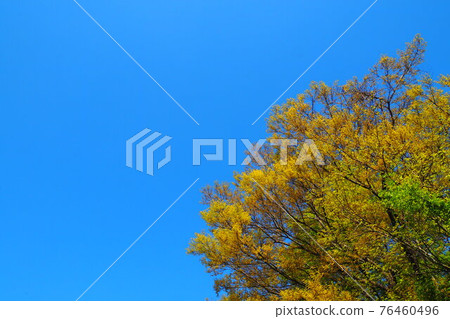 藍天下的新鮮綠樹 藍天下的新鮮綠樹 76460496