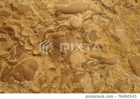 Visby fossils 76460543
