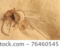 King of Trilobites Dicranurus 1 76460545
