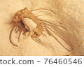 King of Trilobites Dicranurus 2 76460546