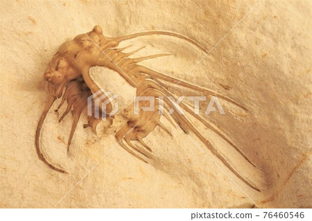 三葉蟲之王 Dicranurus 2 三葉蟲之王 Dicranurus 2 76460546