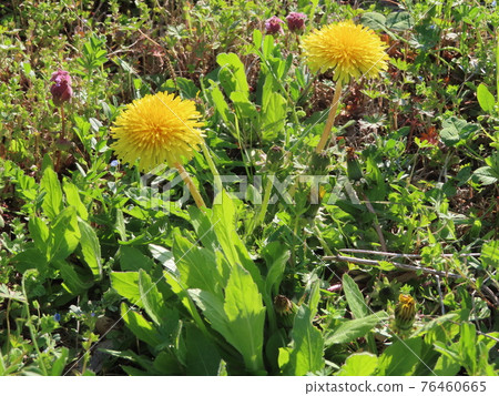 田野裡盛開的蒲公英 76460665