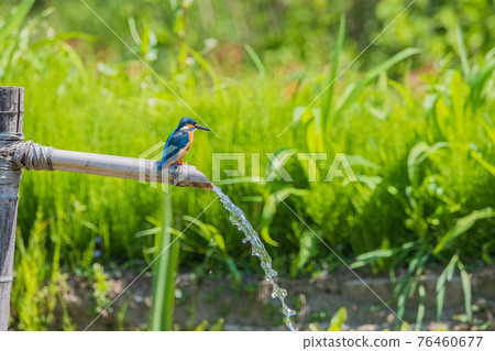 Kingfisher high quality wild bird landscape material Kingfisher high quality wild bird landscape material 76460677