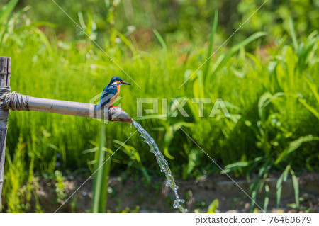 Kingfisher high quality wild bird landscape material 76460679