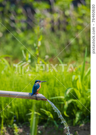Kingfisher high quality wild bird landscape material 76460680