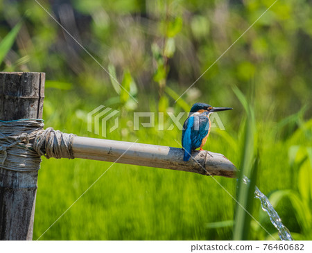 翠鳥優質野鳥景觀材料 76460682