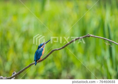 Kingfisher high quality wild bird landscape material Kingfisher high quality wild bird landscape material 76460688