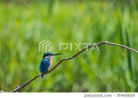 Kingfisher high quality wild bird landscape material 76460689