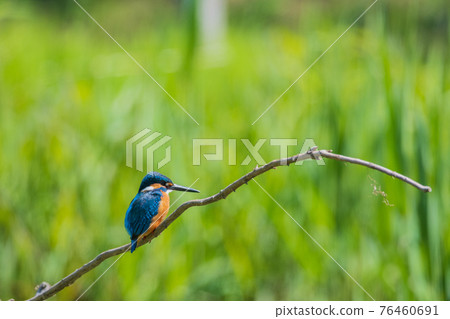 翠鳥優質野鳥景觀材料 翠鳥優質野鳥景觀材料 76460691