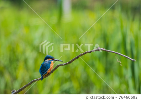 翠鳥優質野鳥景觀材料 翠鳥優質野鳥景觀材料 76460692