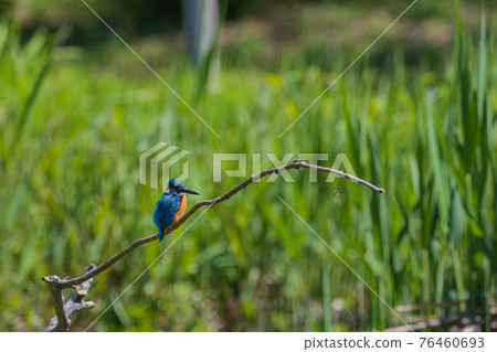 Kingfisher high quality wild bird landscape material Kingfisher high quality wild bird landscape material 76460693