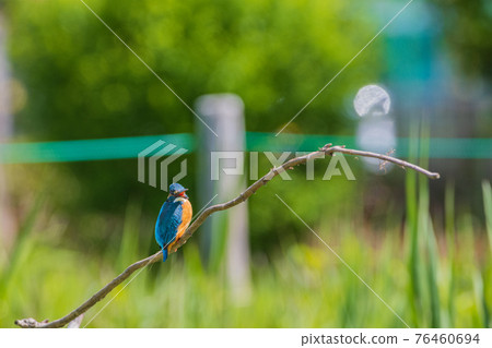 Kingfisher high quality wild bird landscape material 76460694