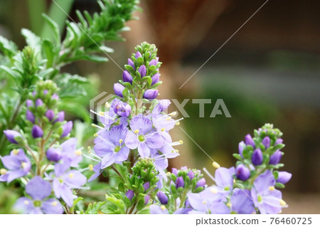 Kikubakuwagata (Kikuba stag beetle) begins to bloom 76460725