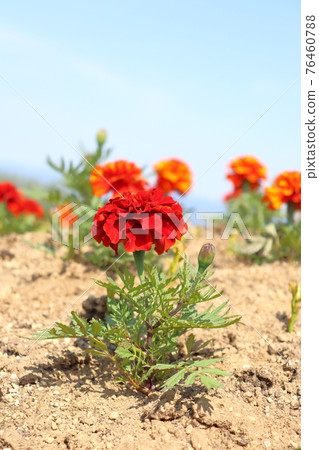 萬壽菊 萬壽菊 76460788