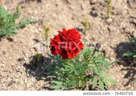 萬壽菊 萬壽菊 76460789