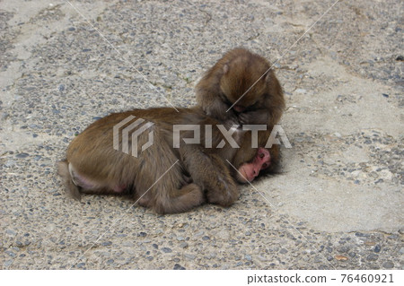The monkey is getting along and grooming 76460921