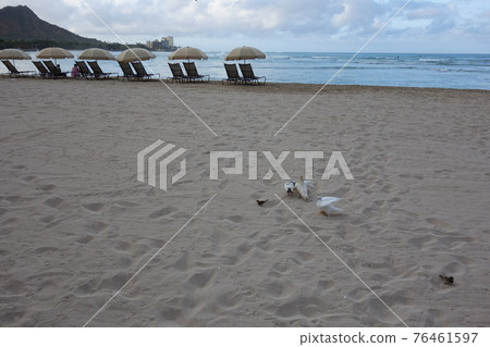 Dove on the beach Dove on the beach 76461597