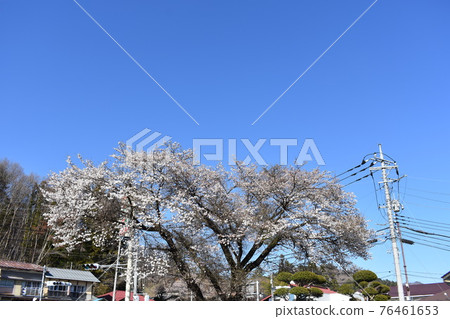 群馬縣長野原市大津市的櫻花盛開 76461653