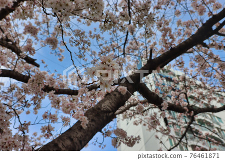 Cherry blossom Blooming in Oncheoncheon Stream, Busan, South Korea, Asia. Cherry blossom Blooming in Oncheoncheon Stream, Busan, South Korea, Asia. 76461871
