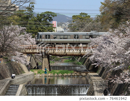 223系列車盛開穿越櫻花川 223系列車盛開穿越櫻花川 76461942