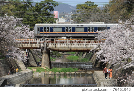 207系列車盛開穿越櫻花川 207系列車盛開穿越櫻花川 76461943