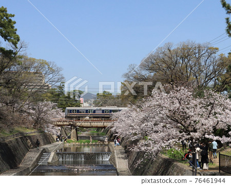 Series 207 train crossing the Sakura River in full bloom Series 207 train crossing the Sakura River in full bloom 76461944