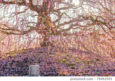 Suzuka Forest Garden Plum 76462005