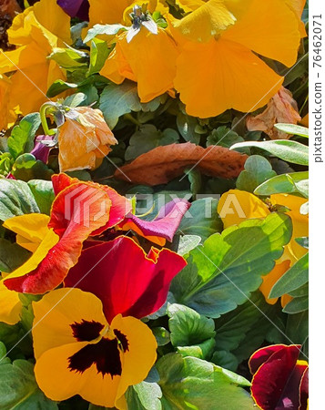 Pansies in nature Pansies in nature 76462071