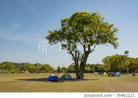 新鮮綠色公園中的樹木和帳篷 新鮮綠色公園中的樹木和帳篷 76462221