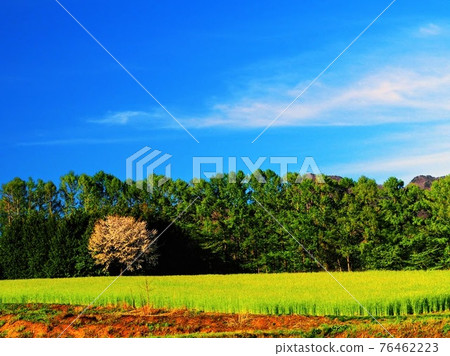 麥田和藍天的春天風景 麥田和藍天的春天風景 76462223