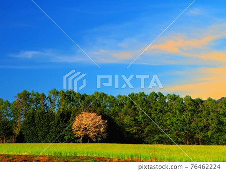 麥田和藍天的春天風景 麥田和藍天的春天風景 76462224
