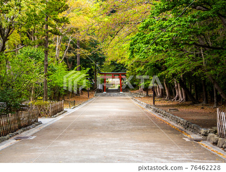 從鶴岡八幡宮(鎌倉市雪下市)的流鵠馬場看到的鳥居 從鶴岡八幡宮(鎌倉市雪下市)的流鵠馬場看到的鳥居 76462228
