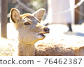奈良公園 陽光下微微張開嘴巴的鹿 76462387