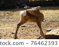 奈良公園 屁股癢的鹿 76462393