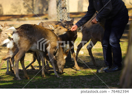 Tourists raising deer rice crackers in Nara Park Tourists raising deer rice crackers in Nara Park 76462394