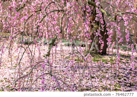 Suzuka Forest Garden Plum Suzuka Forest Garden Plum 76462777