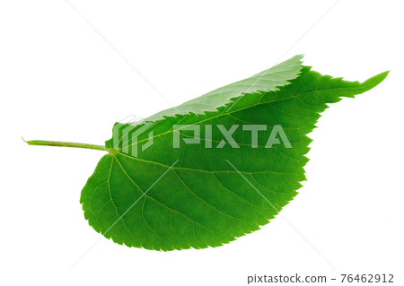 Green Linden leaf on white background. Full depth of field. 76462912