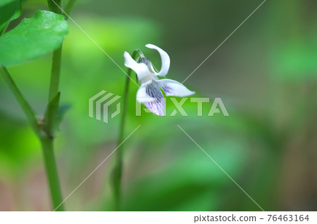 Nyoisumire (Viola verecunda) 白色小紫羅蘭 76463164