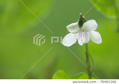Nyoisumire (Viola verecunda) 白色小紫羅蘭 76463166
