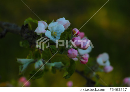 Blooming branch of apple tree in spring in the garden. Blooming branch of apple tree in spring in the garden. 76463217