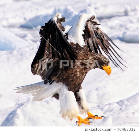 Steller's sea eagle drift ice 52 Steller's sea eagle drift ice 52 76463332