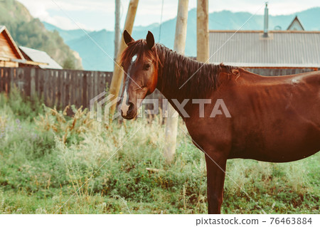 horse in the yard of a country house horse in the yard of a country house 76463884