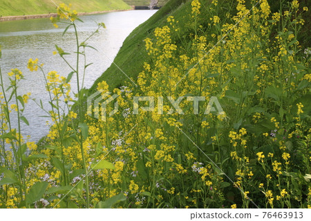 Rapeseed field 76463913