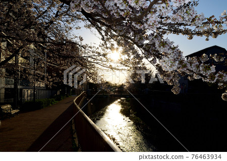 東京都杉並區堀之內 善福寺河上的櫻花與落日 76463934