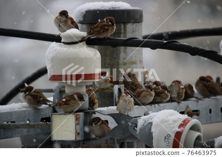 Horde of sparrows 76463975