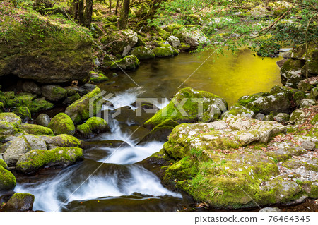 Beautiful water flowing in the clear stream Kikuchi Gorge, fresh green and moss scenery 76464345